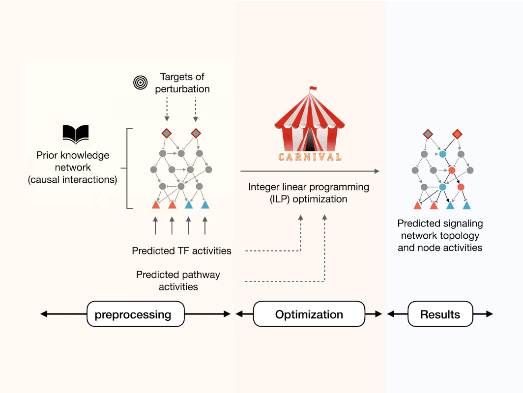 CARNIVAL signaling network