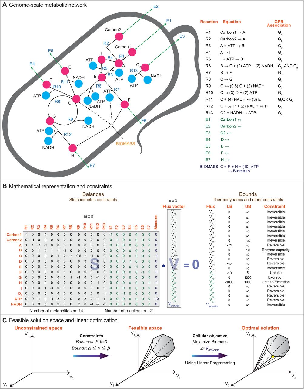 Flux Balance Analysis